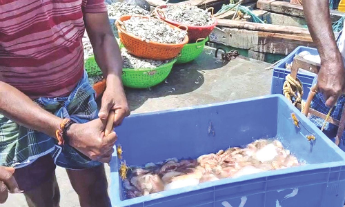 Declining shrimp catch worries Rameswaram fishermen