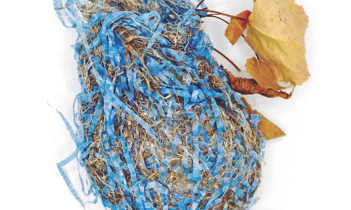 Deliberate choices: I love finding birds’ nests, but what’s in them troubles me