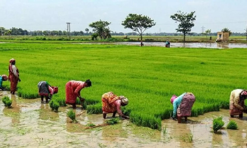 World Bank-funded modernisation project transforms TNs agriculture sector