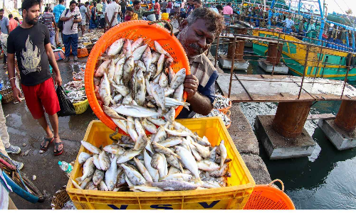 Aadi Krithigai no deal breaker: Fish prices remain high