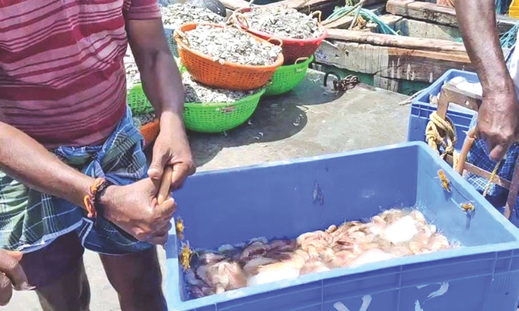Declining shrimp catch worries Rameswaram fishermen