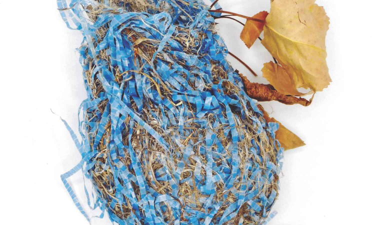 Deliberate choices: I love finding birds’ nests, but what’s in them troubles me