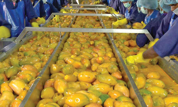 Editorial: Mango price crash distress in State