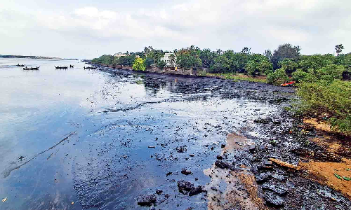 Chennai: Freshwater ponds created to revive mangroves in Ennore estuary Chennai: Freshwater ponds created to revive mangroves in Ennore estuary