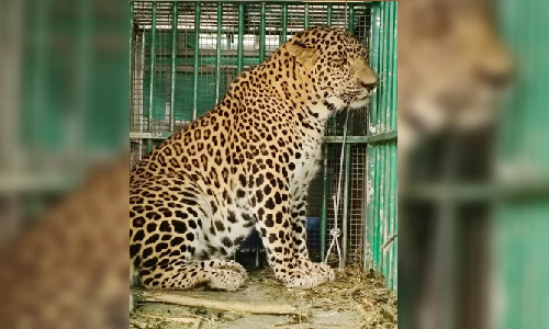 Leopard that mauled four-year-old girl in Valparai trapped by TN Forest Dept Leopard that mauled four-year-old girl in Valparai trapped by TN Forest Dept