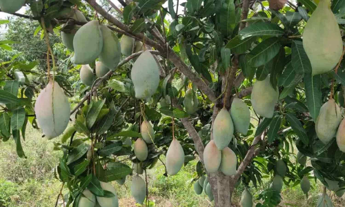 TN’s totapuri stuck in a rut as turmoil hits key buyer Iran