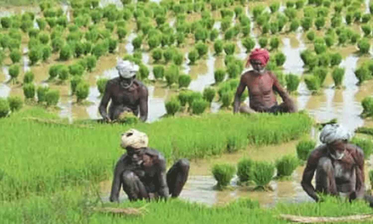 TN govt floats tender for  agricultural -value addition hubs