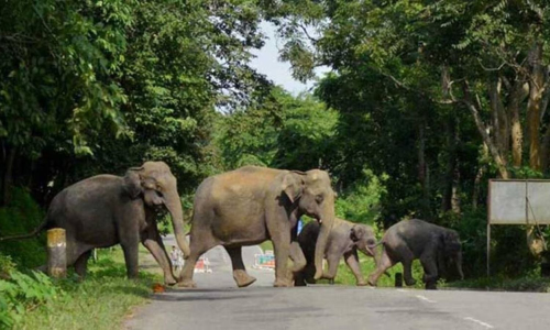 Tourist entry banned at key spots in Kodaikanal amid elephant movement