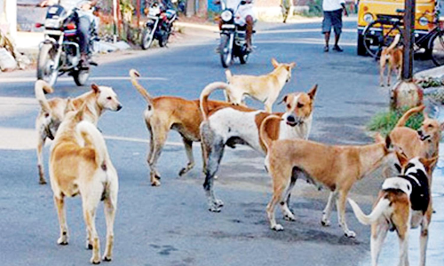 Chennai: 60 CCTV cameras to fortify 5 ABC centres