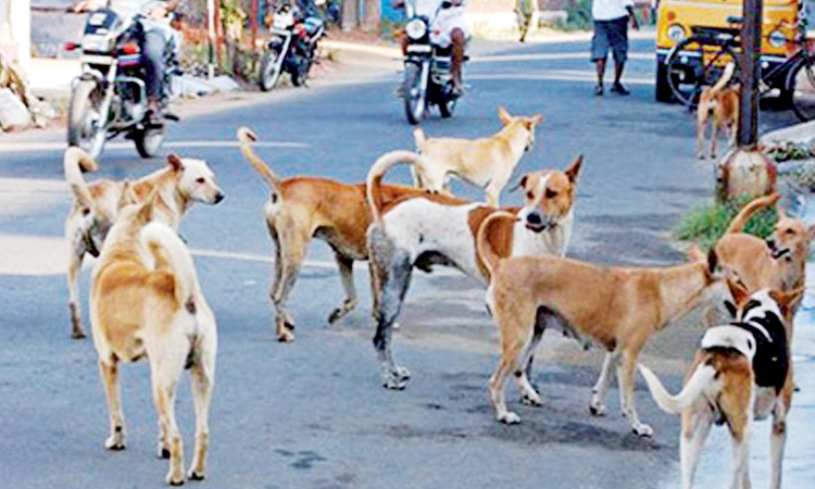 Chennai: 60 CCTV cameras to fortify 5 ABC centres