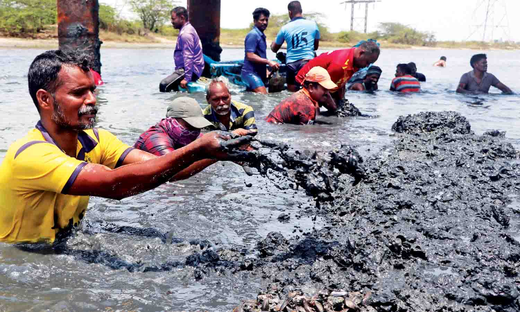Tamil Nadu to incentivise Kakka Aazhi harvesting to curb alien species