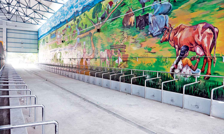 Cattle owners avoid Chennai Corporation shed as maintenance charges mount Cattle owners avoid Chennai Corporation shed as maintenance charges mount