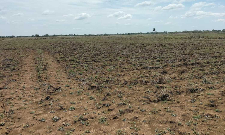 CIBIL score ‘scare’ haunts Tamil Nadu farmers