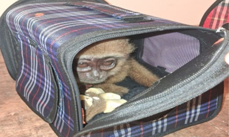 Chennai Customs seizes rare monkeys, gold worth Rs. 66 lakh in major smuggling busts