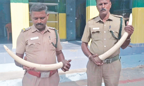 For a decade, Perambur man held on to tusks from Nigeria, nabbed on way to meet buyer For a decade, Perambur man held on to tusks from Nigeria, nabbed on way to meet buyer