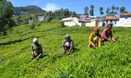 Tea growers in Nilgiris stare at poor prices