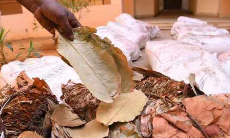 Tamil Nadu: 40 bags of beedi leaves seized in Thoothukudi