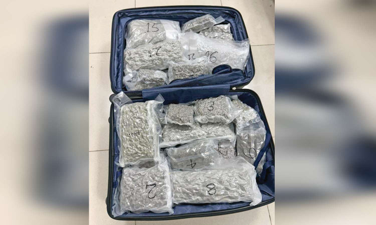 Hydroponic ganja worth Rs 12 crore seized at Tiruchy airport, passenger detained