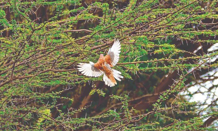 Nagamalai hills: Partially leucistic Laughing Doves in TN