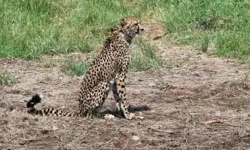Madhya Pradesh: Female cheetah dies of injuries in Kuno Park