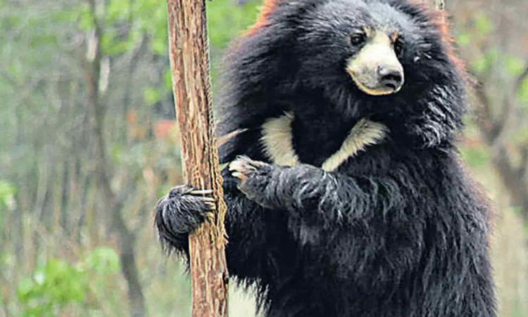 Tamil Nadu: Residents demand forest department to trap sloth bear