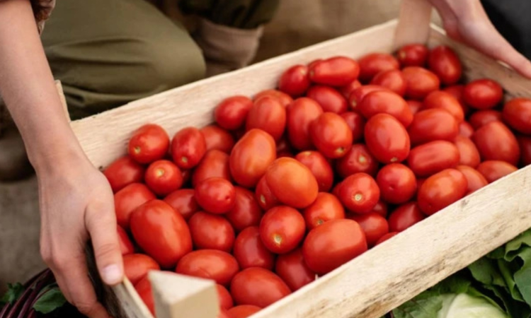 US imposes 17 per cent duty on fresh Mexican tomatoes in hopes of boosting domestic production