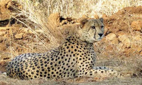 Gujarats Banni Grasslands ready to host cheetahs, say officials Gujarats Banni Grasslands ready to host cheetahs, say officials