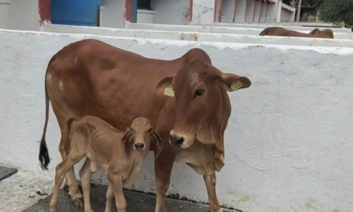 NDRI achieves success in producing Gir breed calf, using IVF technology NDRI achieves success in producing Gir breed calf, using IVF technology