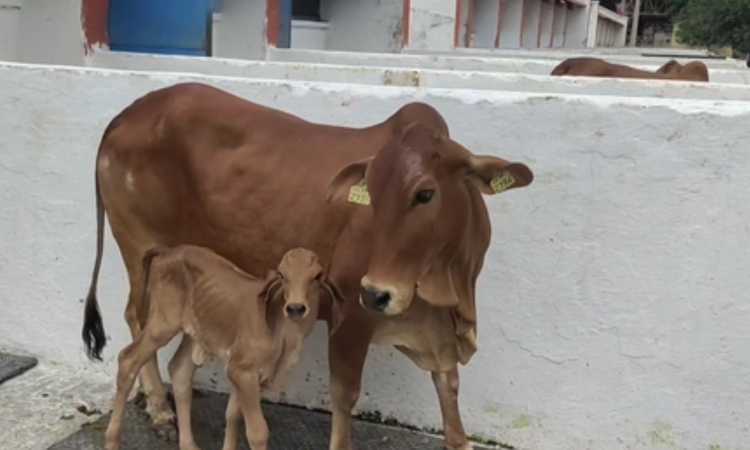NDRI achieves success in producing Gir breed calf, using IVF technology NDRI achieves success in producing Gir breed calf, using IVF technology