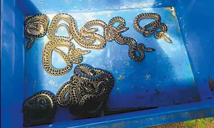 Vandalur Zoo’s yellow anaconda gives birth to 10 hatchlings
