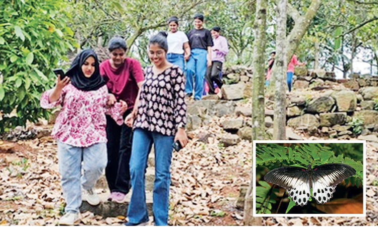 Green Walk spots Blue Mormon butterflies in Pachamalai