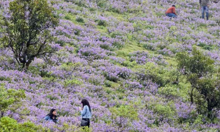 Unpredictable Western Ghats climate blues hit Neelakurinji, says Botanical Survey of India