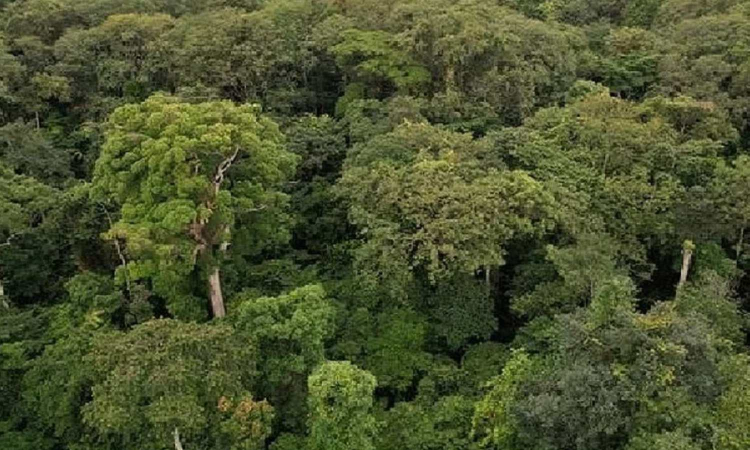 54 tonnes of plastics waste removed from forest areas across TN