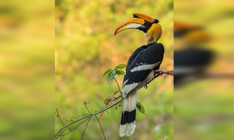 Rs 1 crore sanctioned for nation’s 1st hornbill conservation centre at Anamalai Tiger Reserve