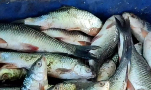 Godavaris iconic Pulasa fish now faces scarcity