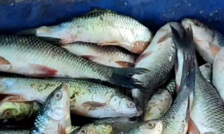 Godavaris iconic Pulasa fish now faces scarcity