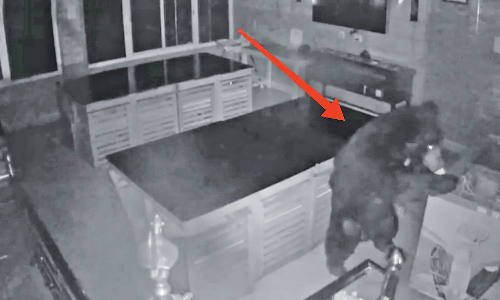 Sloth bear enters hostel to feast on ice cream near Ooty