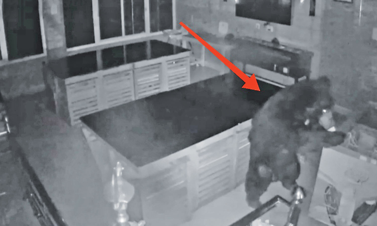 Sloth bear enters hostel to feast on ice cream near Ooty