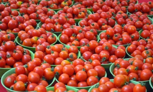 Tomato prices double across Tamil Nadu as rain hits supply