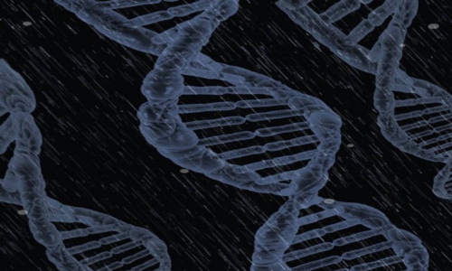 Genetic breakthrough: Gene editing could save species on brink of extinction Genetic breakthrough: Gene editing could save species on brink of extinction