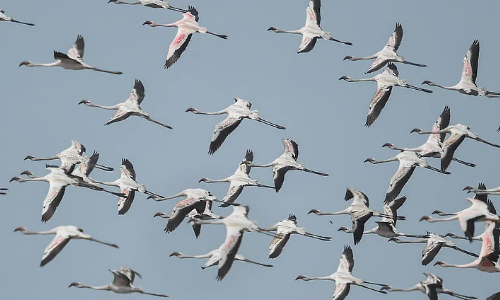 Andaman admin plans to promote bird watching for tourists