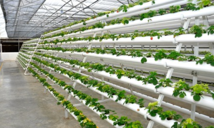 Jain Irrigation Systems net profit falls 60 pc sequentially to Rs 11 crore in Q1