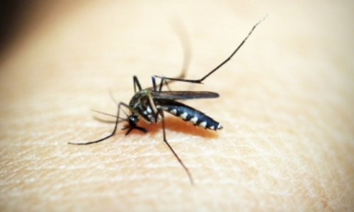 Ivermectin can lower new malaria infection in children by 26pc: Study