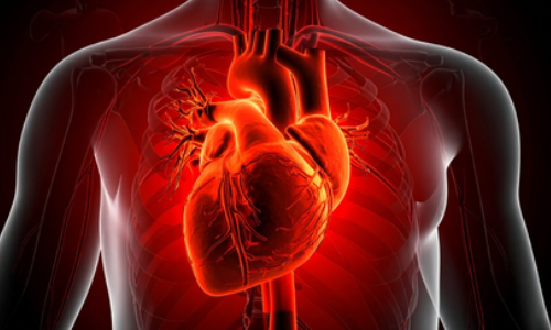 Study shows bacterial infections trigger heart attacks