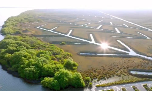 Muthupet mangroves to be TNs first carbon credit site