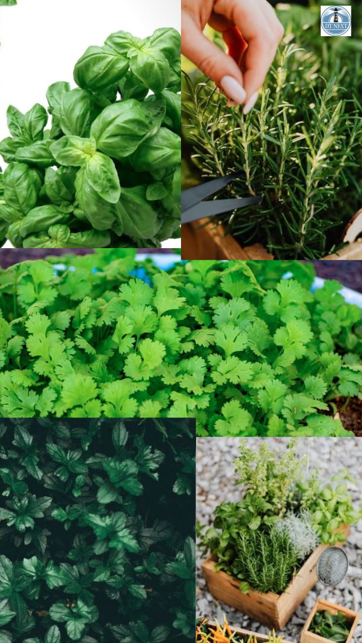 5 easy-to-grow herbs at home 5 easy-to-grow herbs at home