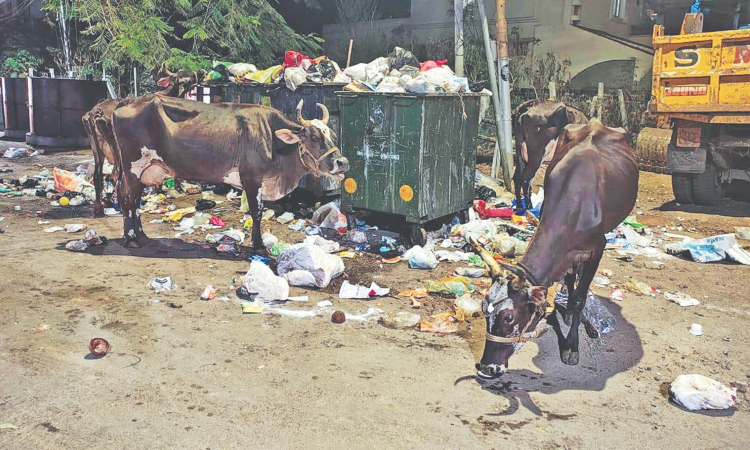 Chennai Citizen Connect: Poompuhar Nagar residents wary of stray cattle, uncleared garbage Chennai Citizen Connect: Poompuhar Nagar residents wary of stray cattle, uncleared garbage