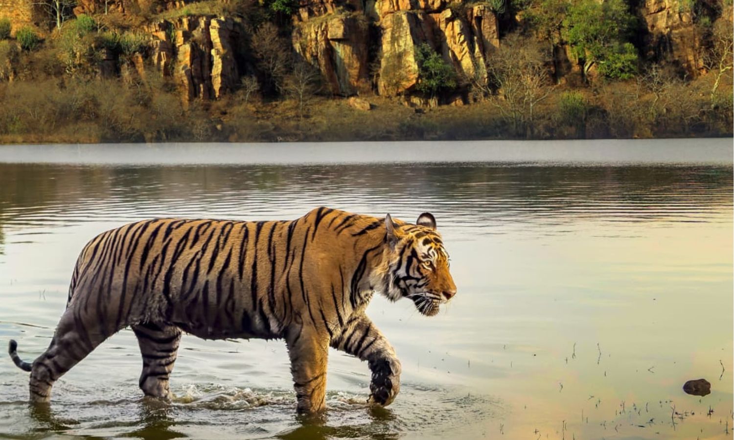 Lord of the Lakes to premiere on JioTV to mark World Tiger Day Lord of the Lakes to premiere on JioTV to mark World Tiger Day