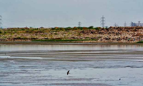 New eco-tourism destination to open at Thonirevu wetland near Pulicat Bird Sanctuary