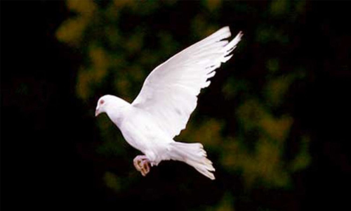 Editorial: Put a stop to pigeon feeding